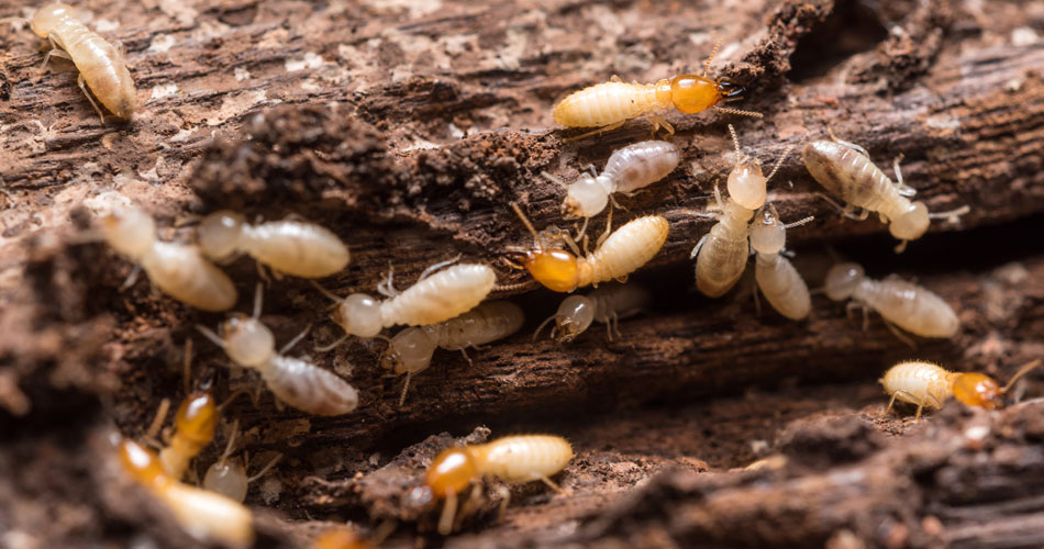 Termite WDO Inspection